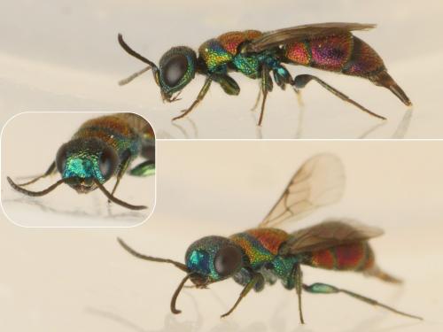 Réf. 193 298 : Chrysis leachii